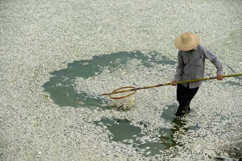 TQ: Nhà máy xả thải, cá chết trắng sông - 1