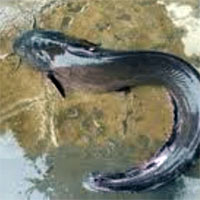 Tin tức trong ngày - Hy hữu: Tử vong vì bị cá ngát đâm