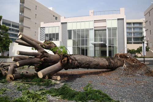 TPHCM: Hàng loạt cây bật gốc ở khu đô thị - 2