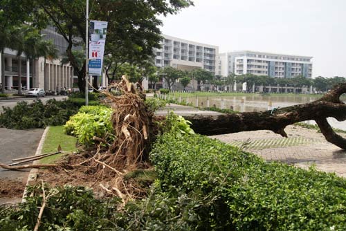 TPHCM: Hàng loạt cây bật gốc ở khu đô thị - 3