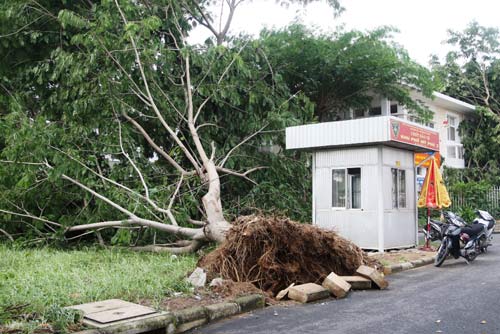 TPHCM: Hàng loạt cây bật gốc ở khu đô thị - 4