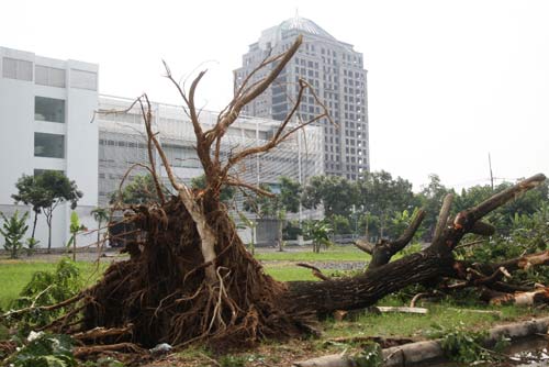 TPHCM: Hàng loạt cây bật gốc ở khu đô thị - 7