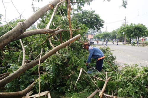 TPHCM: Hàng loạt cây bật gốc ở khu đô thị - 6