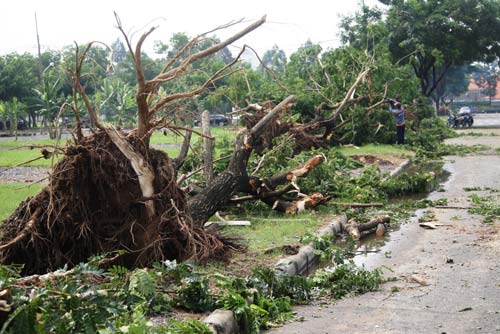 TPHCM: Hàng loạt cây bật gốc ở khu đô thị - 8