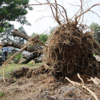 Tin tức trong ngày - TPHCM: Hàng loạt cây bật gốc ở khu đô thị