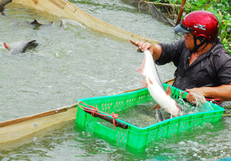 Nhà nhập khẩu Mỹ vẫn chuộng cá tra Việt - 1