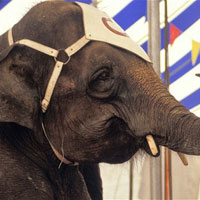 Tin tức trong ngày - Pháp: Voi xiếc sổng chuồng, giết người