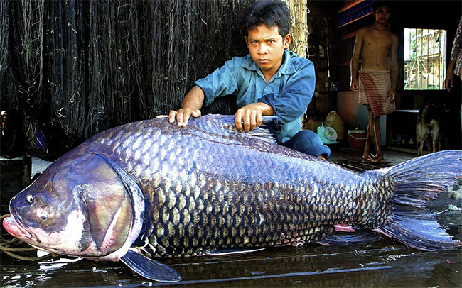 Một ngư dân Cam-pu-chia đã bắt được chú cá chép khổng lồ này với trọng lượng lên đến 102kg và dài khoảng 1,72m.
