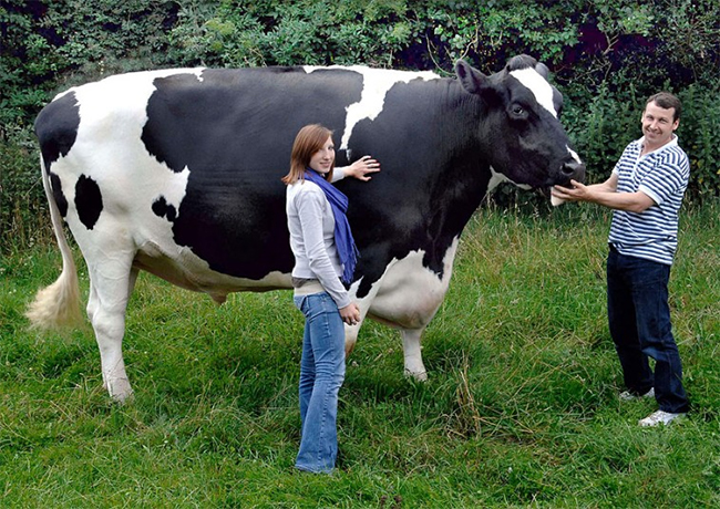 Chú bò sữa này có chiều cao 2m, dài gần 4,3m và nặng đến 1,2 tấn
