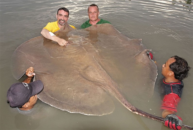 Đây là con cá đuối gai độc lớn nhất từng được phát hiện. Nó được các ngư dân bắt trong một hành trình đến Thái Lan. Trọng lượng của nó có thể lên đến 590kg.
