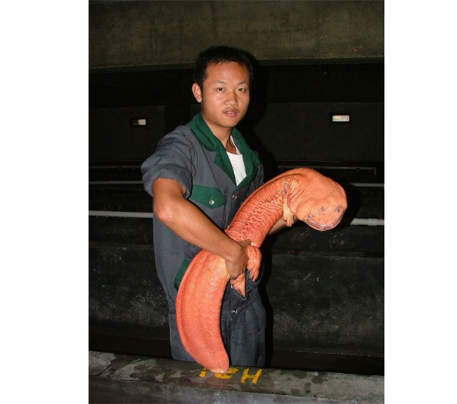 Loài kỳ nhông khổng lồ được phát hiện ở Trung Quốc. Khi phát triển chúng có thể dài đến gần 2m. Nó được coi là con kỳ nhông lớn nhất và là động vật lưỡng cư lớn nhất thế giới hiện đang sống ở Trung Quốc và Đài Loan.
