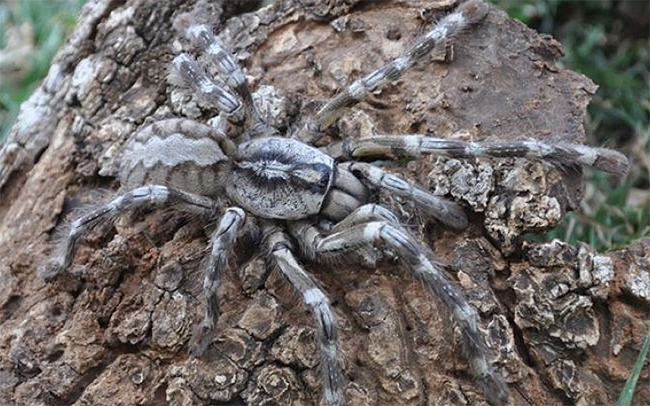 Một loài nhện khổng lồ được phát hiện ở Sri Lanka. Loài nhện này trước nay chỉ được tìm thấy ở Ấn Độ và Sri Lanka. Nó nổi tiếng có màu sắc, rất nhanh nhạy và có nọc độc. Sải chân của nó có thể dài đến 20cm và có thể giết chết chuột, thằn lằn, chim nhỏ và rắn.

