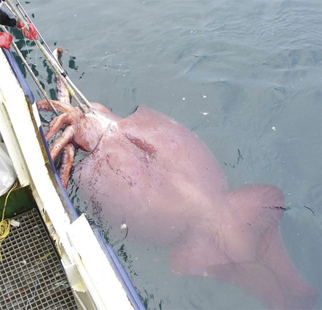 Một con mực khổng lồ được đánh bắt bởi những ngư dân New Zealand tại khu vực biển sân khu vực Nam Cực ngày 22/2/2007. Nó được coi là con mực lớn nhất thế giới với cân nặng 450kg và dài khoảng 10m.
