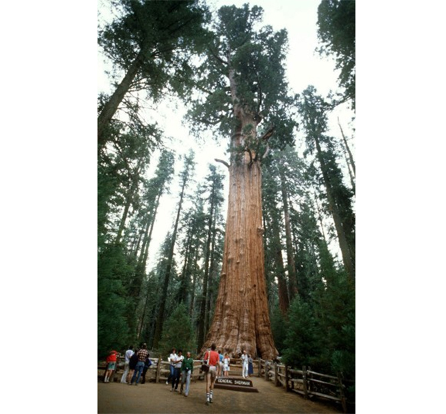 General Sherman tree, một loài cây khổng lồ tại công viên quốc gia Sequoia ở California được coi là loài cây lớn nhất thế giới với chiều cao 83,8m và nó nặng dự kiến khoảng 1.800 tấn.
