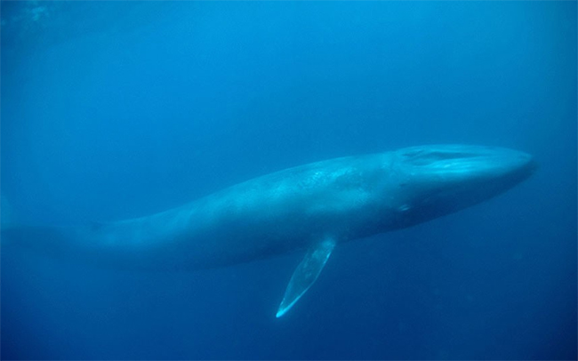 Chú cá voi xanh này là con vật lớn nhất trên thế giới từng được phát hiện. Nó nặng đến 210 tấn dài gần 30m.
