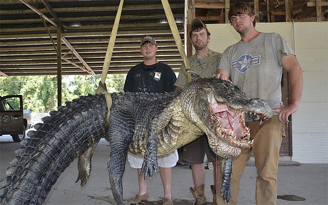 Dustin Bockman, một lái xe 27 tuổi và nhóm của mình đã phát hiện ra con cá sấu kỷ lục này trên sông Mississippi và phải mất khoảng 2 giờ đồng hồ mới hạ gục được nó. Chú cá sấu này dài khoảng 3,96m và nặng đến 330 kg.
