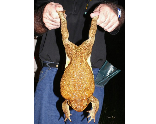 Chú cóc mía này nặng đến 861g, dài khoảng 20,5cm. Con vật to nhất thế giới này được bắt tại phía Bắc nước Úc.
