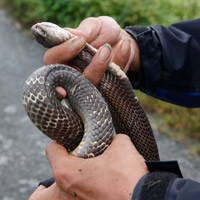 Tin tức trong ngày - Theo chân "thợ săn" đi bẫy rắn độc