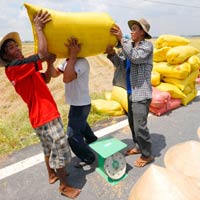 Thị trường - Tiêu dùng - Sẽ tăng 50 đầu mối xuất khẩu gạo
