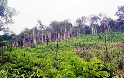 Quảng Bình: Dùng thuốc diệt cỏ để dọn rừng - 1