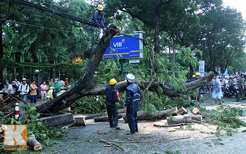 TPHCM: Cây lớn đổ, đè bẹp xe đang chạy - 2
