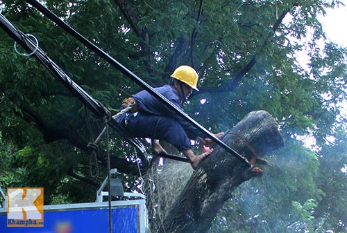 TPHCM: Cây lớn đổ, đè bẹp xe đang chạy - 3