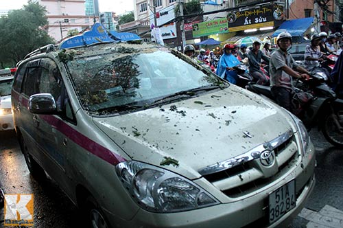 TPHCM: Cây lớn đổ, đè bẹp xe đang chạy - 6