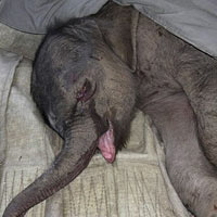 Tin tức trong ngày - Voi con khóc suốt 5 giờ vì bị mẹ bỏ rơi