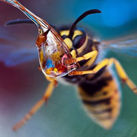 Ảnh đẹp: Cận cảnh ong uống nước