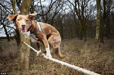 Chú chó đi thăng bằng nhanh nhất thế giới - 1