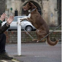 Phi thường - kỳ quặc - Chú chó đi thăng bằng nhanh nhất thế giới