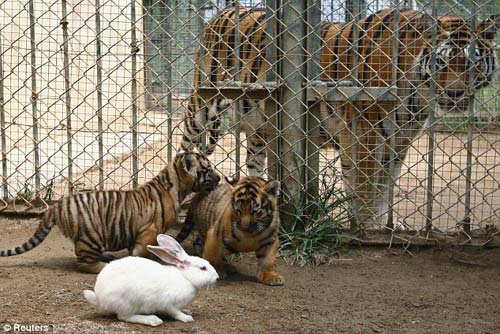 TQ: Hổ con lóng ngóng săn thỏ trong vườn thú - 1