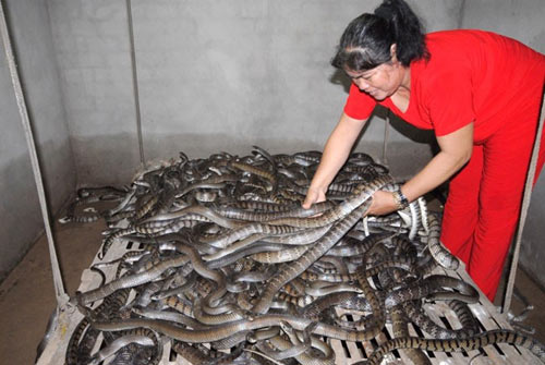 Những phụ nữ kiếm tiền "lì" nhất miền Tây - 11
