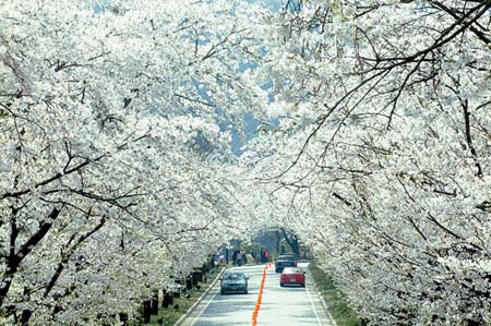 Hàn Quốc trong chính những người tôi yêu - 3