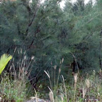 Pháp luật - 24 giờ truy tìm 2 thanh niên đồi bại