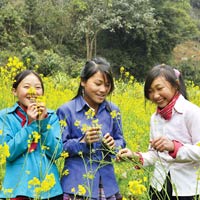 Du lịch - Mùa cải nương trên triền núi