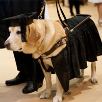 Phi thường - kỳ quặc - Chú chó được nhận bằng Thạc sĩ danh dự