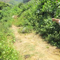 Pháp luật - “Con đường tơ lụa” của những trùm ma tuý