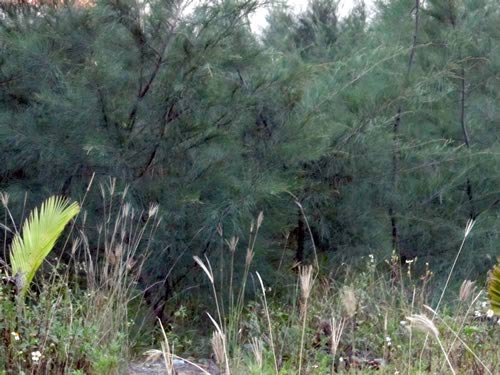 24 giờ truy tìm 2 thanh niên đồi bại (Kỳ cuối) - 2