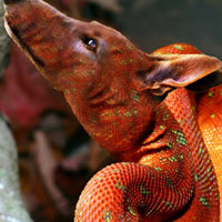 Truyện tiếu lâm - Chuyện vui toàn dấu sắc: “Đất” có giết “rắn”?