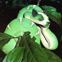 Truyện tiếu lâm - Chuyện vui toàn dấu sắc: Chín Bốn ngón bái Chúa Rắn