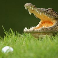 Thể thao - Bị cá sấu tấn công khi đang đánh golf
