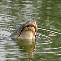 Hà Nội bàn việc "quản cụ rùa"