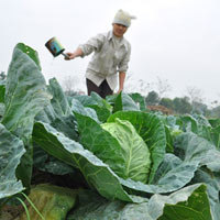 Thị trường - Tiêu dùng - Giá rau củ tăng vọt: Nông dân chưa được lợi