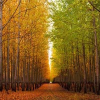 Du lịch - Thăm trại cây thẳng tắp ngả sắc thu