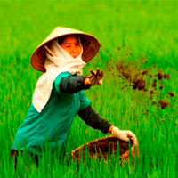 Thị trường - Tiêu dùng - Họp khẩn vì phân bón rởm