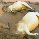 Lũ về trên Ban mê (chế từ ly cà phê Ban Mê)