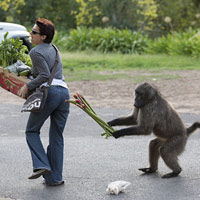 Ảnh đẹp: Khỉ cướp rau của người đi chợ