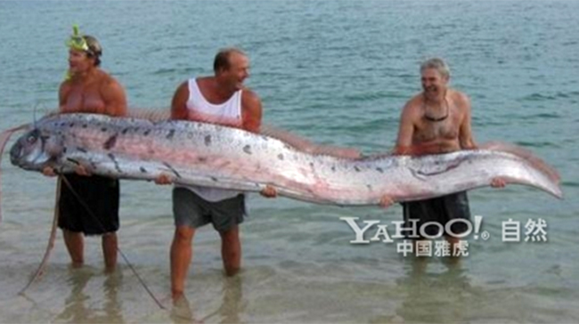 Để đỡ được chú cá này cần 3 người đàn ông khỏe mạnh và nó có chiều dài vài m
