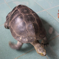 Tin tức trong ngày - Hàng trăm người đổ xô xem "cụ rùa" ở Nghệ An